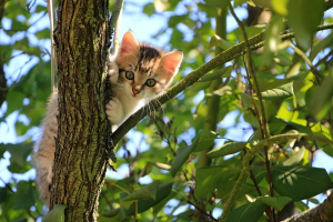 Trasferire la proprietà del gatto al Comune